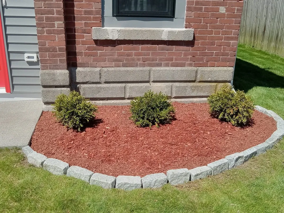 Curved red mulch bed edged with granite cobblestones and three boxwood shrubs against a brick wall