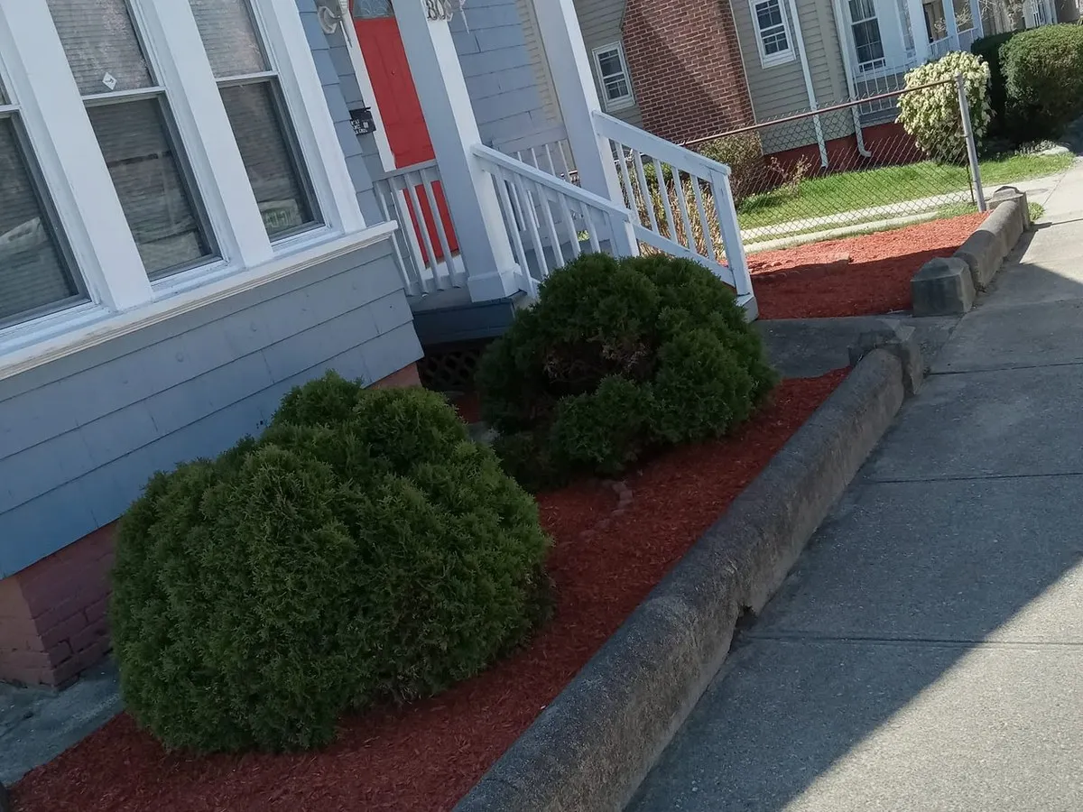 Round trimmed evergreen shrubs in a fresh red mulch bed beside a sidewalk